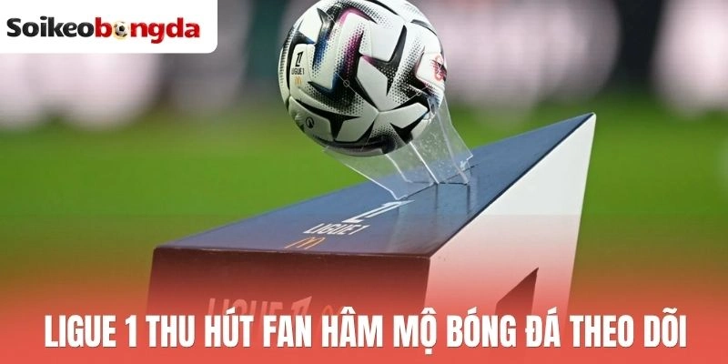 Ligue 1 thu hút fan hâm mộ bóng đá theo dõi